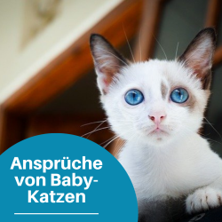 Was muss ein Kitten-Kratzbaum mitbringen?